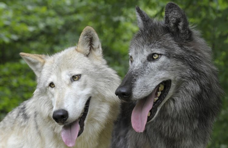 Кто умнее — собаки или волки? Собаки и волки живут в разных условиях, поэтому обучились разным навыкам. Фото.