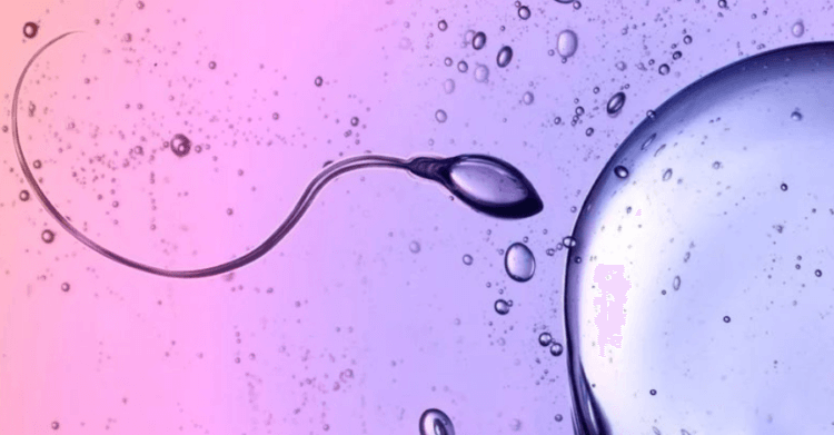 Ученые обнаружили, что сперматозоиды нарушают один из главных законов физики. Сперматозоиды, согласно третьему закону Ньютона, не должны двигаться в вязкой жидкости, но они способны продвигаться вперед. Фото.