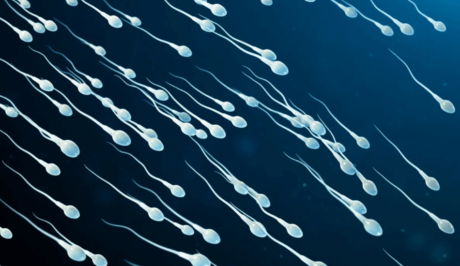 Какие еще организмы способны нарушать законы физики. Новое свойство жгутиков сперматозоидов ученые назвали нечетным показателем эластичности. Фото.