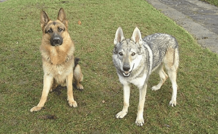 Кто умнее — собаки или волки? - Hi-News.ru