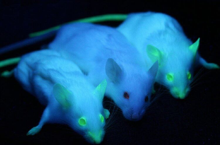 Как и почему животные светятся под ультрафиолетом — на это способны даже белые медведи. Некоторые животные светятся под ультрафиолетом — ученые знают как это происходит, но не понимают для чего. Фото.