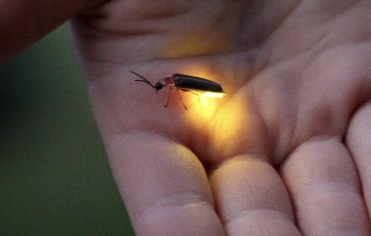 Почему животные светятся. Биолюминесценция характерна для насекомых вроде светлячков. Фото.