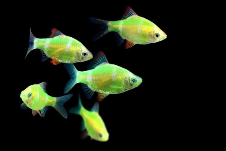 Почему животные светятся. Биофлуоресценция характерна для рыб и даже некоторых птиц. Фото.