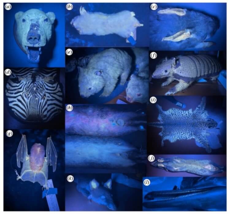 Какие животные светятся под ультрафиолетом. Облученные ультрафиолетом млекопитающие светятся разными оттенками. Фото.