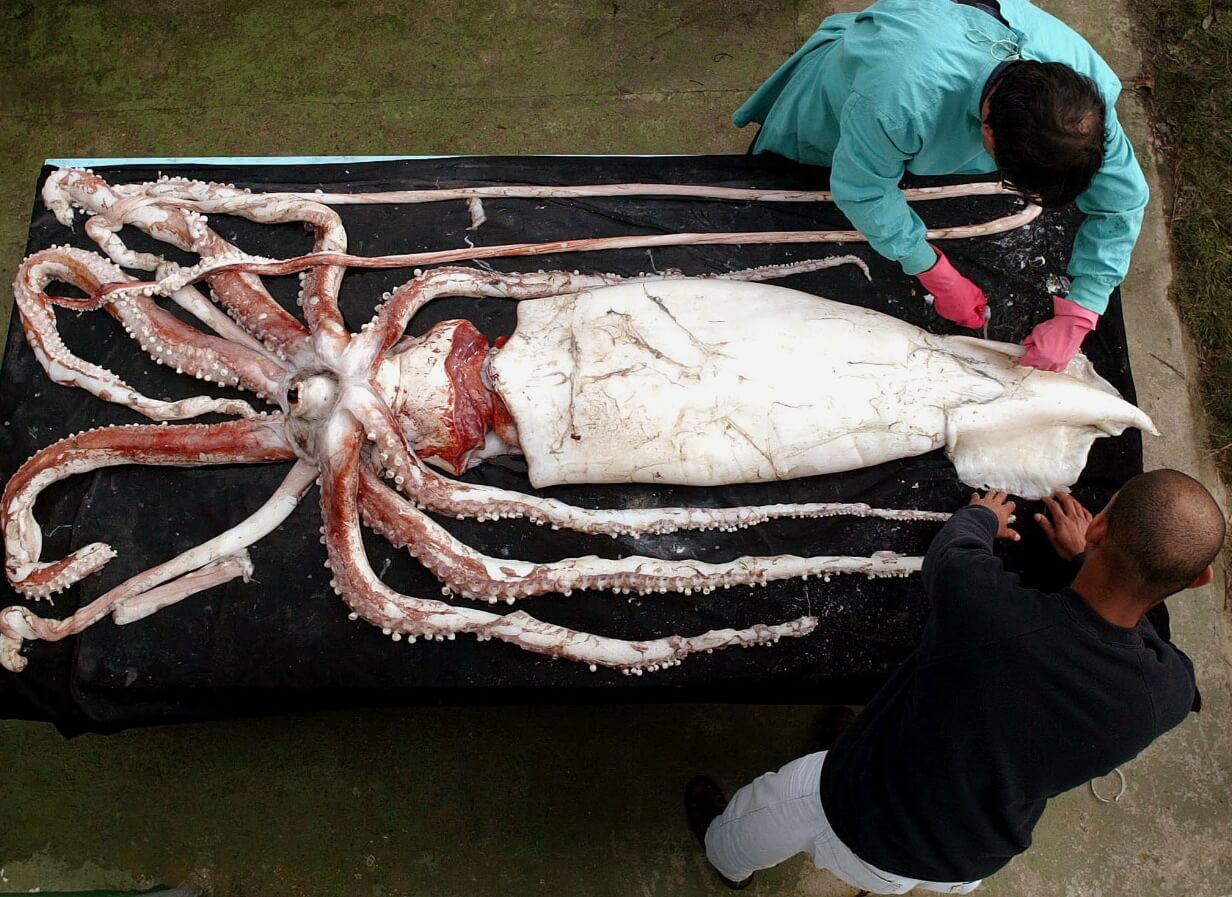 Почему гигантских кальмаров никто не видел вживую. Ученые изучают тело мертвого гигантского кальмара. Фото.