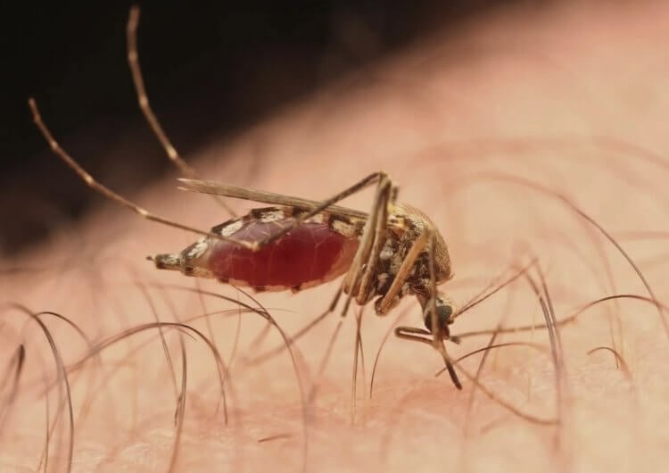 Каких людей чаще кусают комары. Комары чаще всего кусают людей с первой группой крови. Фото.