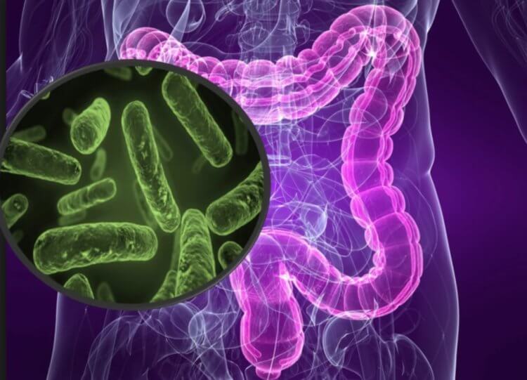 Какие бактерии живут в кишечнике. Между группой крови и кишечными бактериями явно есть связь. Фото.