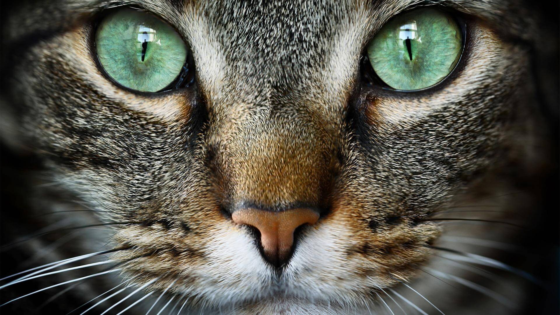 Кошки – лучшее творение эволюции. Биолог объяснила, почему она считает кошек эволюционно “совершенными”. Фото.