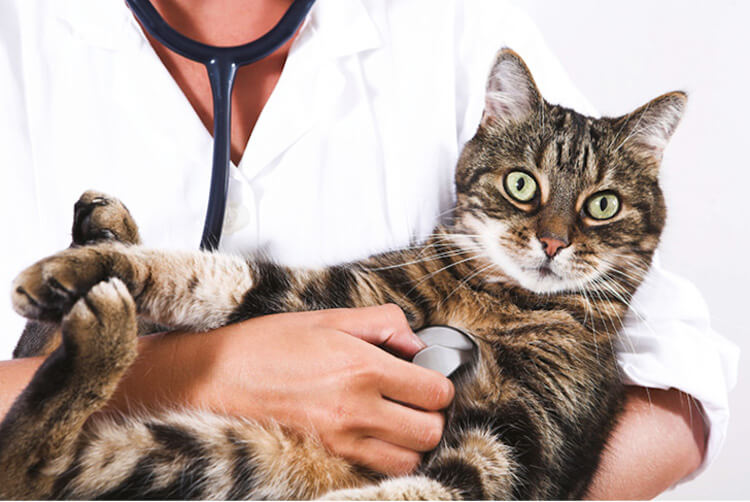 Признаки болезни у кошек. Иногда следует возить кота к ветеренару просто для профилактического осмотра. Источник: Ветеринарная клиника Слон». Фото.