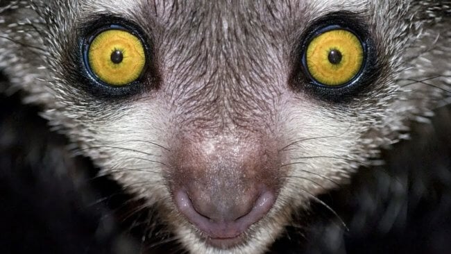 Это животное Мадагаскара настолько пугает людей, что его название не произносят вслух. Фото.
