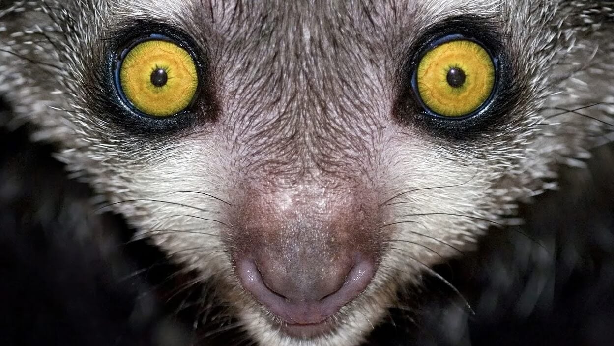 Это животное Мадагаскара настолько пугает людей, что его название не произносят вслух. Мадагаскарские руконожки не представляют для людей реальной опасности, но местные жители все равно их боятся. Фото.
