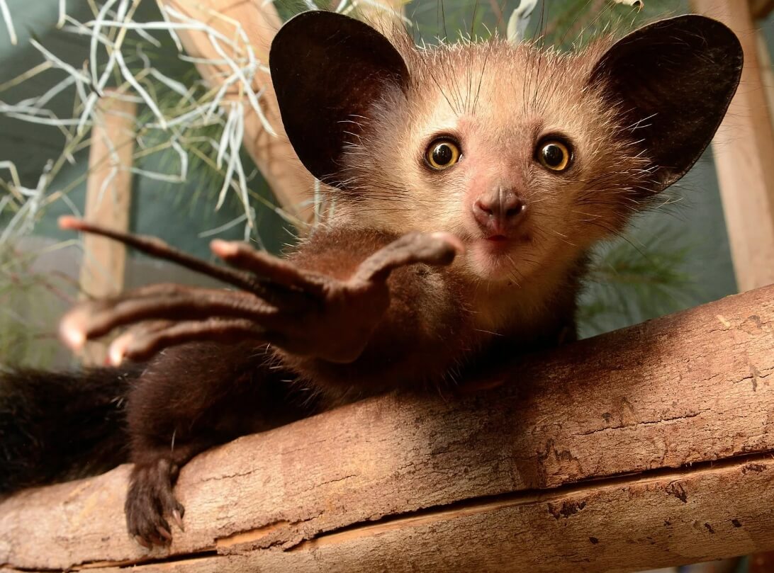 Самое необычное животное Мадагаскара. На некоторых фотографиях мадагаскарские руконожки выглядят весьма милыми созданиями. Фото.
