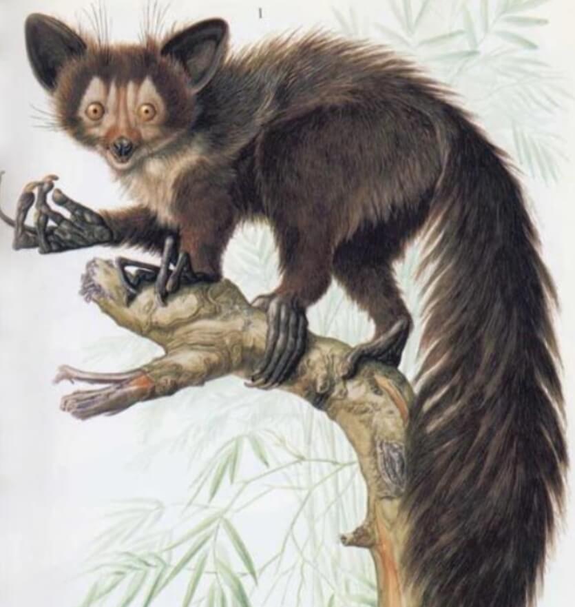 Самое необычное животное Мадагаскара. Древние ай-ай были гигантскими созданиями, но внешне мало чем отличались от современных руконожек. Фото.