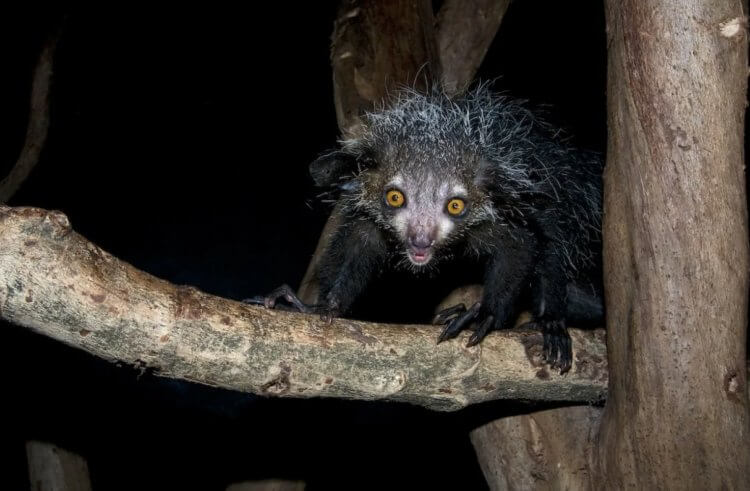 Чего боятся жители Мадагаскара. По фотографии становится ясно, почему приматы ай-ай стали героями жутких народных примет. Фото.