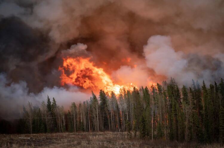 Когда на Земле появился огонь. Первые лесные пожары, по меркам всей истории Земли, возникли совсем недавно. Фото.