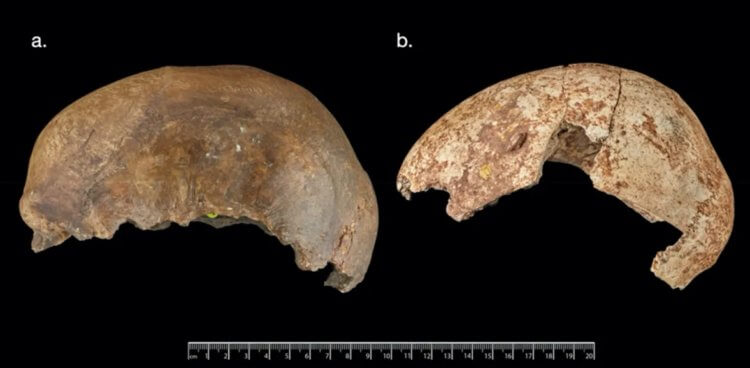 Каннибализм древних людей. Найденные археологами черепа, на которых наблюдаются следы каннибализма. Фото.
