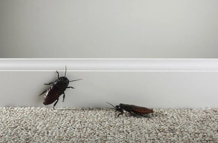 Как понять что у тебя психическое расстройство. Если из-за беспорядка в квартире завелись тараканы — это уже точно большая проблема. Фото.