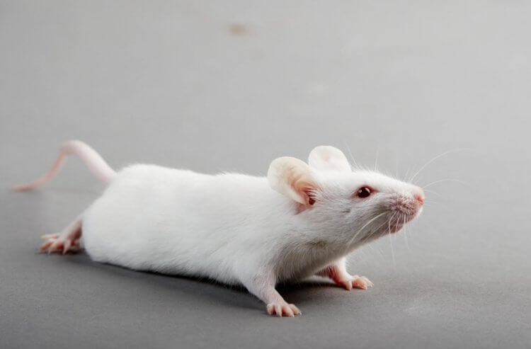 Реакция организма на укачивание. Эксперимент был проведен на мышах, но результаты должны быть актуальны и для людей. Фото.