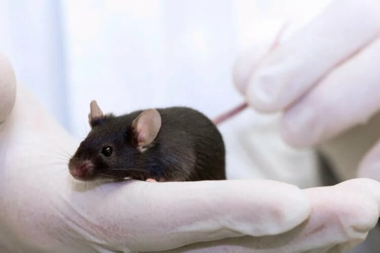 Реакция организма на укачивание. В ходе эксперимента ученые научились влиять на самочувствие мышей. Фото.