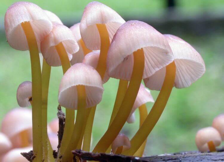 Как выглядит гриб мицена. Некоторые мицены имеют розовый или голубой оттенок, но это редкость. Фото.