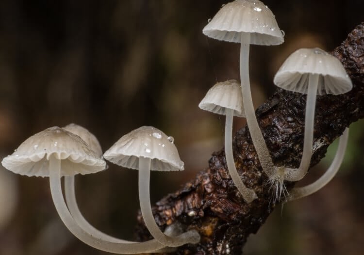 Как выглядит гриб мицена. Грибы мицены очень маленькие и, в большинстве своем, ядовитые. Фото.