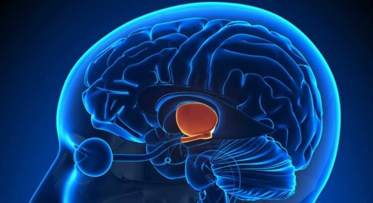 Почему люди потеют. Расположение гипоталамуса в мозге человека. Фото.