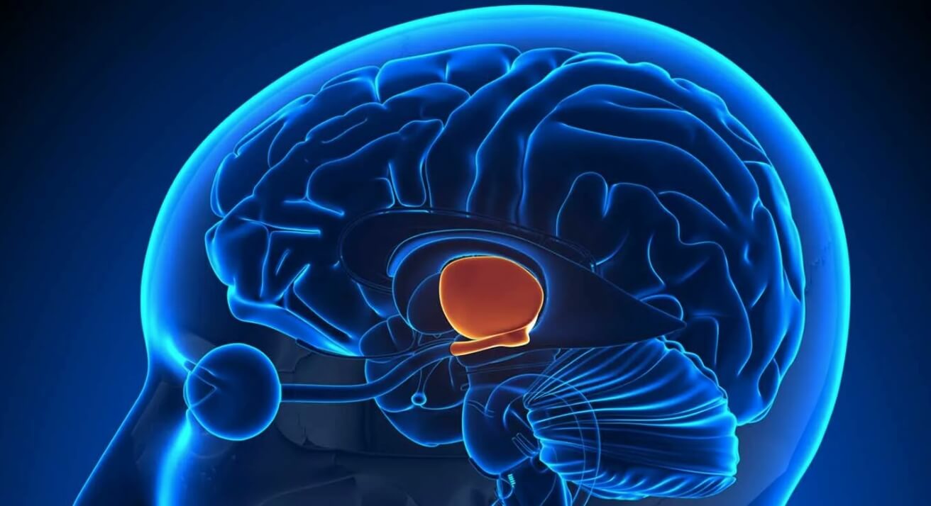 Почему люди потеют. Расположение гипоталамуса в мозге человека. Фото.