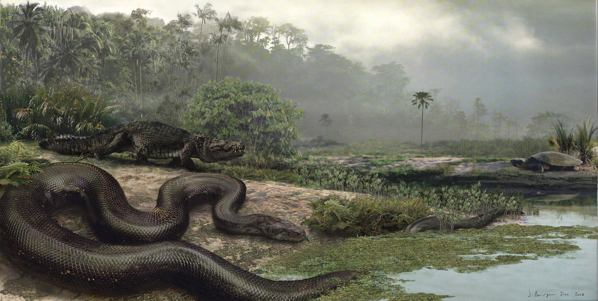 Самая большая змея за всю историю. Змея титанобоа обитала в тропических лесах Южной Америки. Фото.