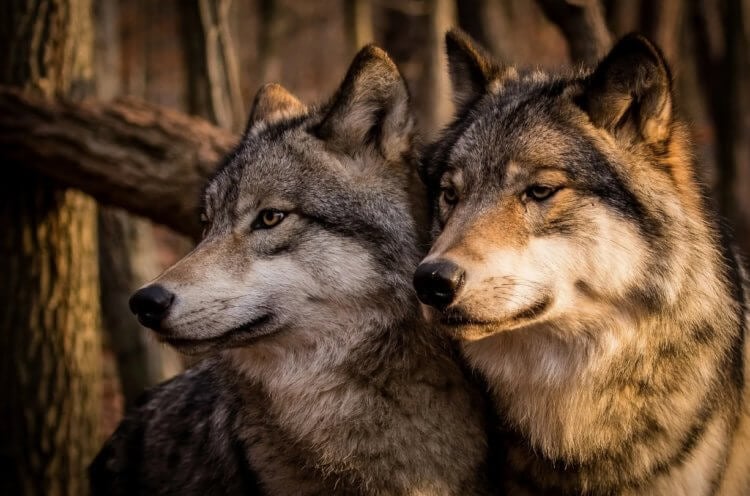 Почему без волков природа начинает умирать — они влияют даже на течение рек. История, произошедшая в Национальном парке Йеллоустоун в 20 веке, показывают важную роль волков в дикой природе. Фото.