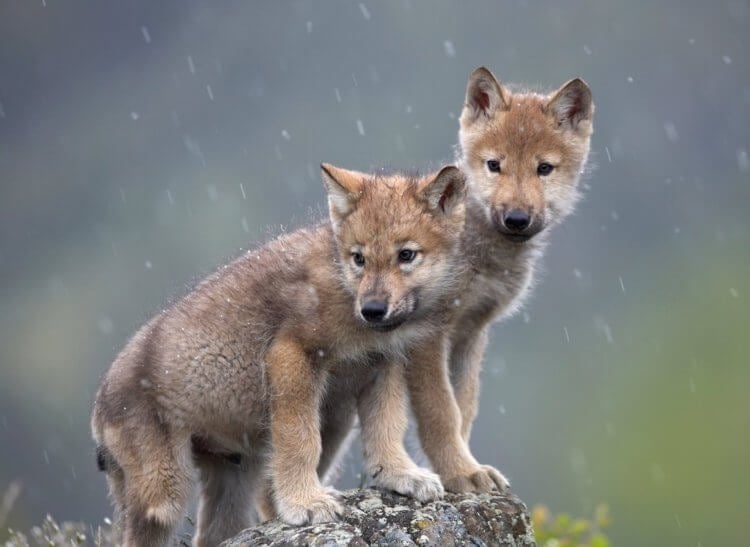 Возвращение волков в Йеллоустоунский национальный парк. Самка «номер 9» была беременна и родила восьмерых волчат. Фото.