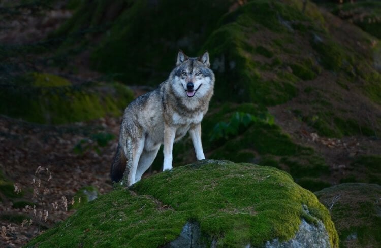 Для чего нужны волки в природе. На сегодняшний день в Йеллоустоуне обитает более 100 волков. Фото.