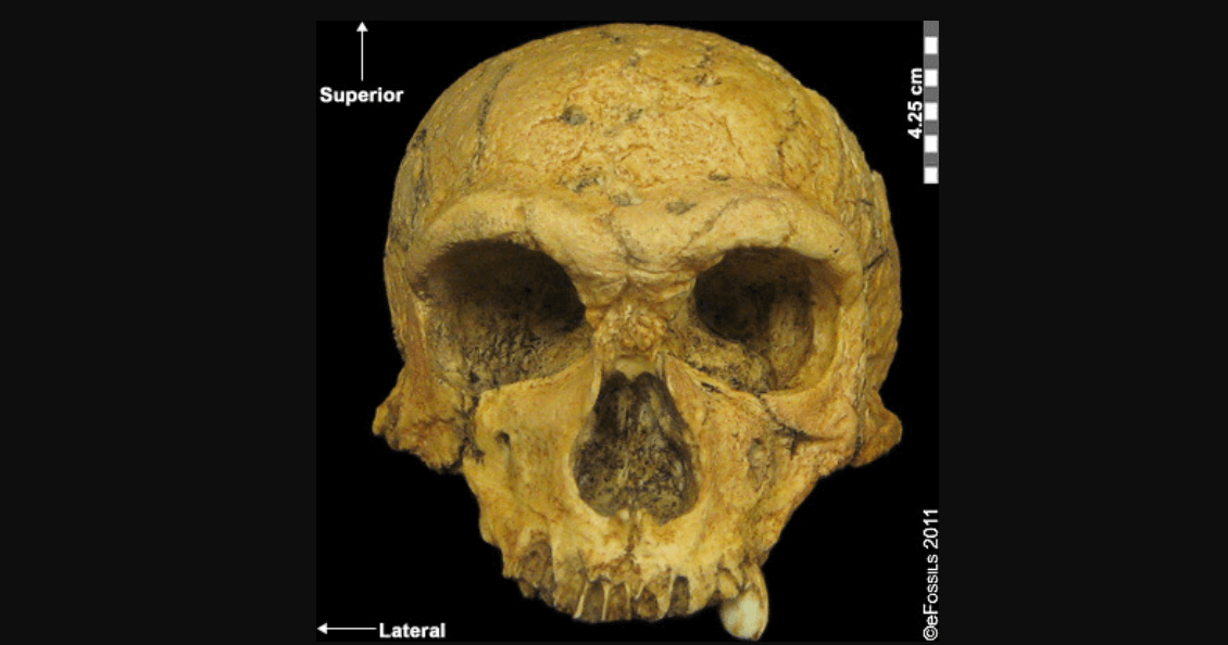 Неандерталец из Франции, живший более 50 тысяч лет назад. Череп неандертальца, обнаруженный в начале XIX века. Фото.