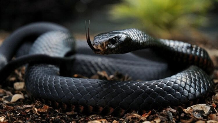 Почему в Австралии появилось много ядовитых змей. Ядовитые змеи заселили Австралию после потепления климата на континенте. Фото.
