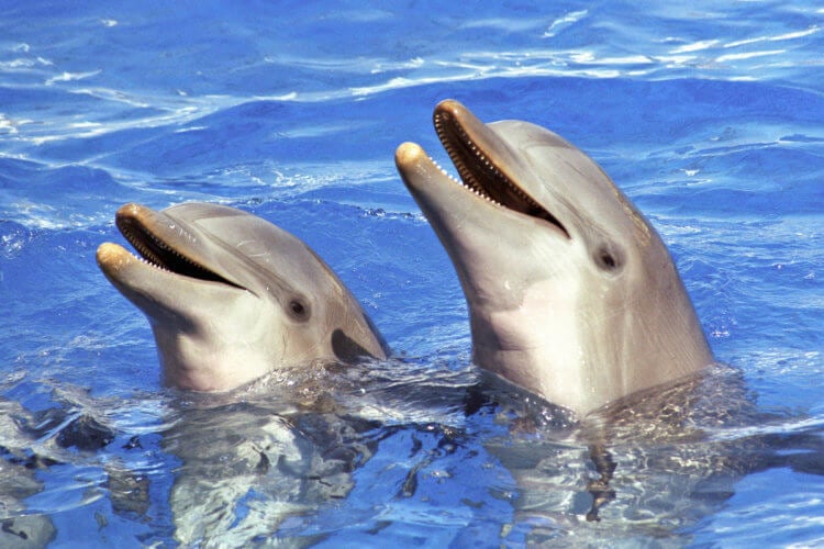 Ученые расшифровали “язык слонов” при помощи ИИ. Дельфины тоже обращаются «по именам», но сами не дают «имена». Фото.