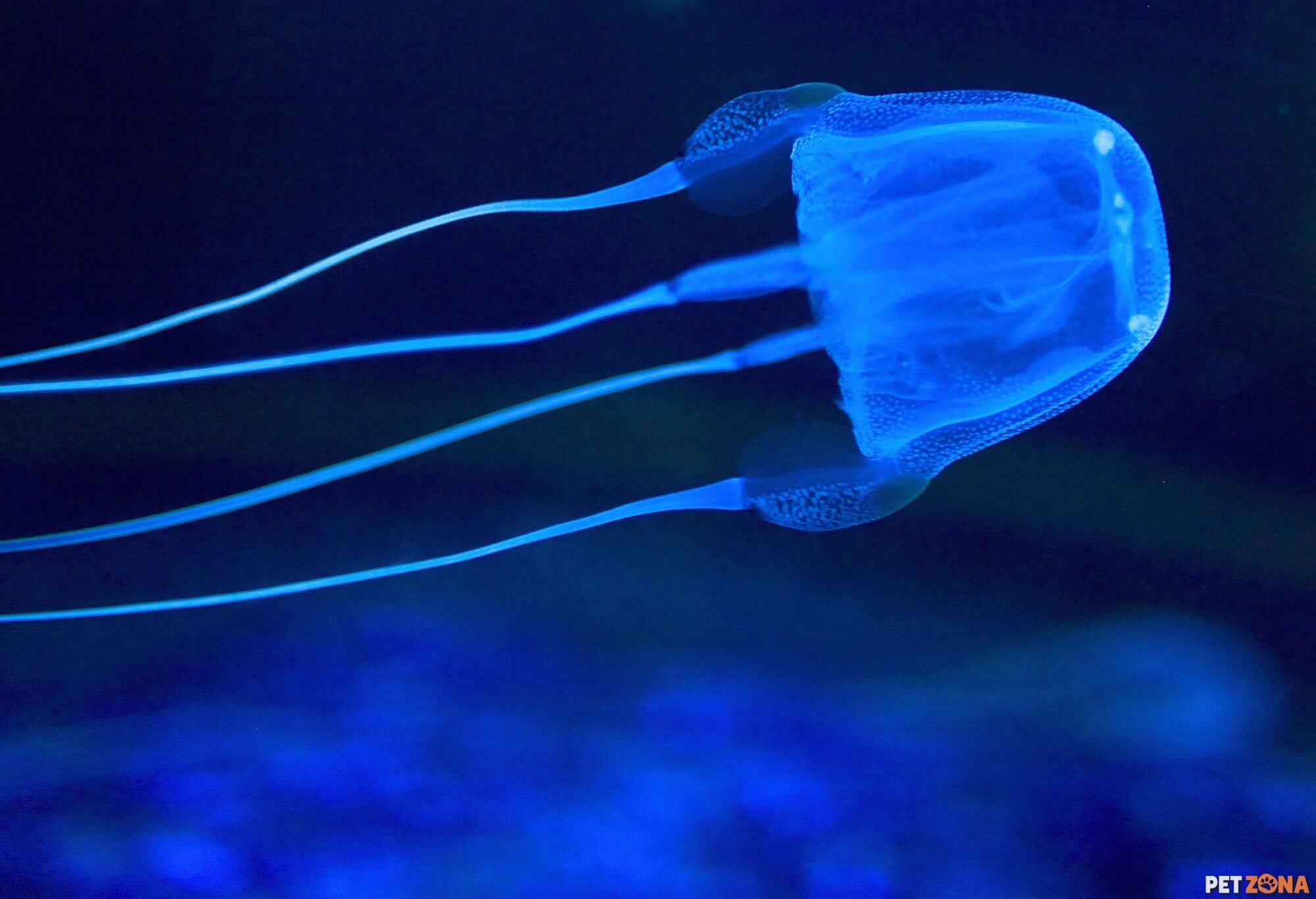 Ядовитые головоногие моллюски и медузы Австралии. Яд коробчатой медузы убивает человека в течение нескольких медуз. Фото.