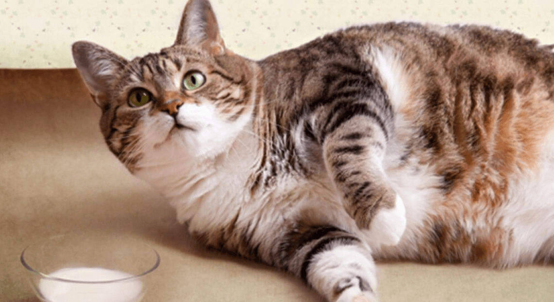 Почему кошкам вредно переедать. У кошек при переедании хуже усваиваются питательные вещества. Фото.