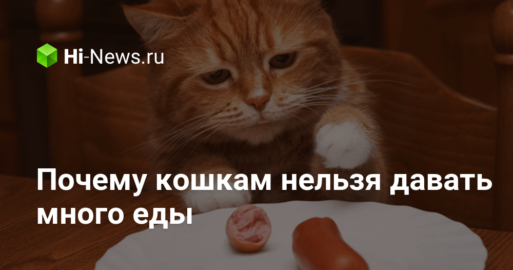 почему кошки нельзя давать. почему кошки нельзя давать. опасные продукты для кошек. почему коту нельзя давать молоко. опасные корма для кошек.