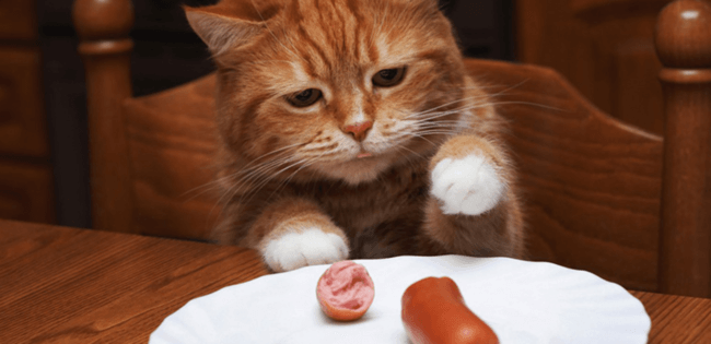 Почему кошкам нельзя давать много еды. Фото.
