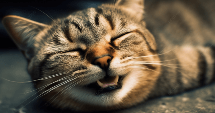 Как кошки используют выражение морды для общения. Кошки могут улыбаться и даже смеяться. Фото.