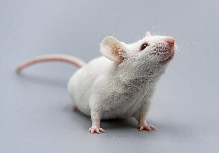 Люди на самом деле помнят детские воспоминания? Ученые заставили мышей вспомнить «забытые» детское воспоминания. Фото.