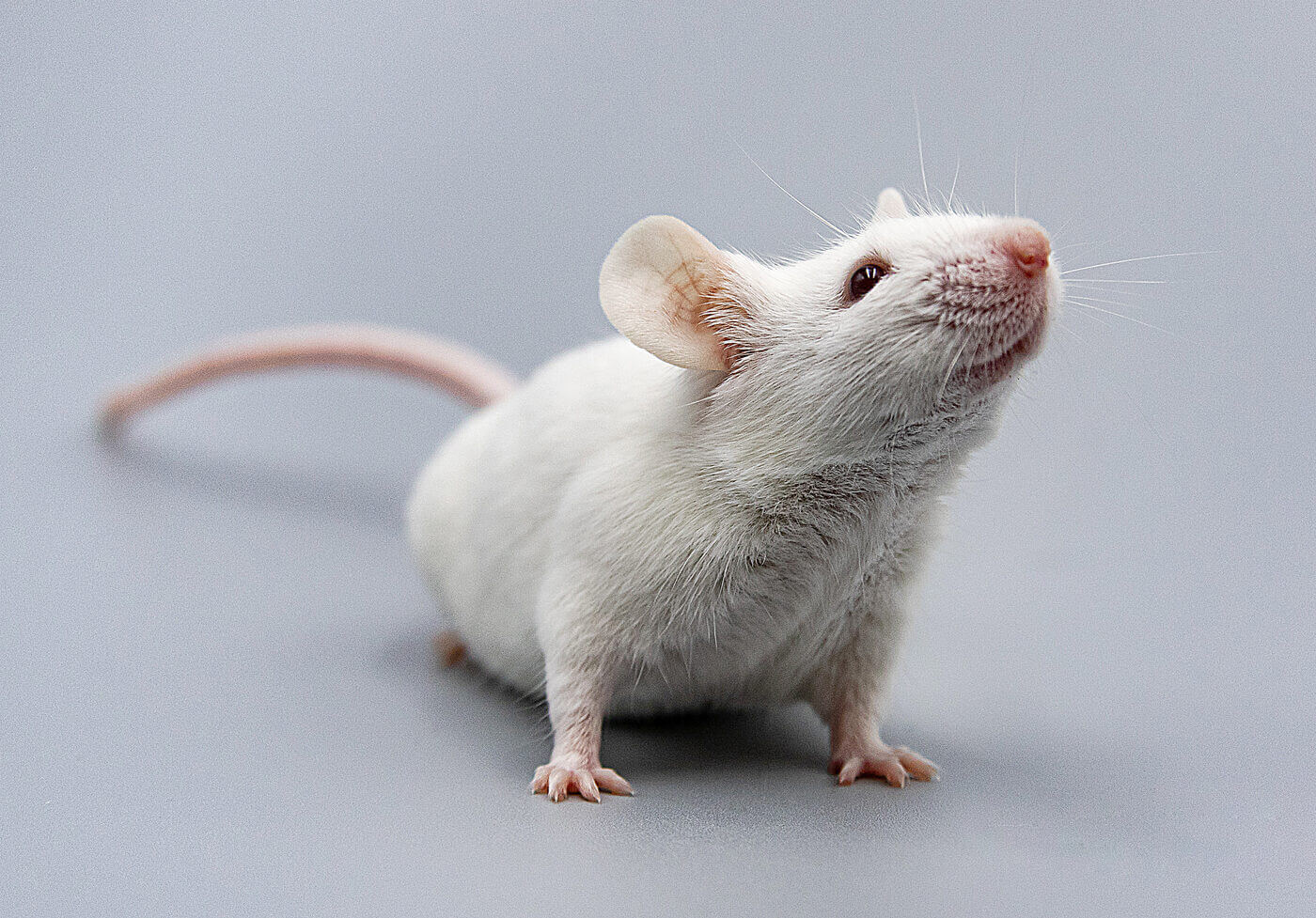 Почему люди теряют сознание. Ученые смогли искусственно вызвать обморок у мышей. Фото.