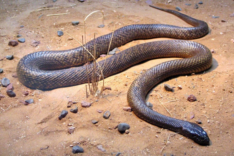 Почему в Австралии появилось много ядовитых змей. В Австралии чрезвычайно много ядовитых змей. Фото.