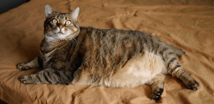 Что происходит с кошками при переедании. Когда кошки едят без ограничений, у них начинается ожирение. Фото.