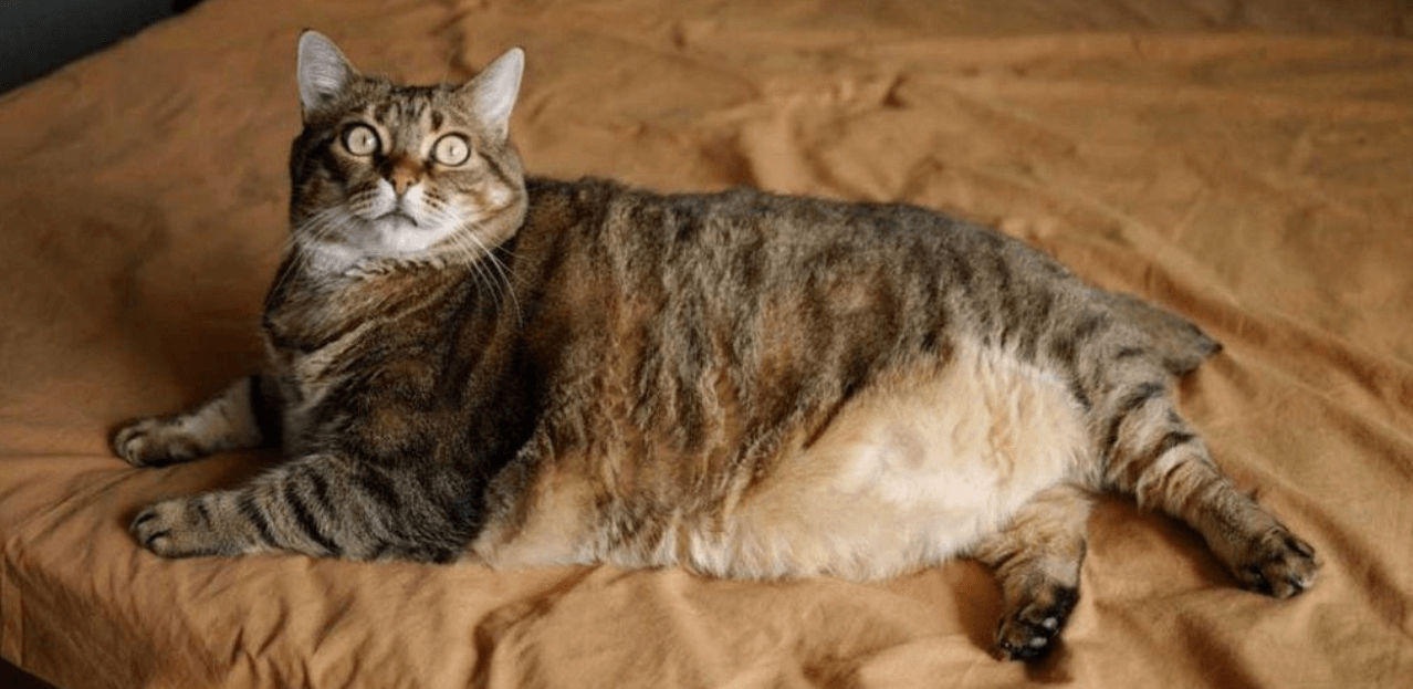 Что происходит с кошками при переедании. Когда кошки едят без ограничений, у них начинается ожирение. Фото.