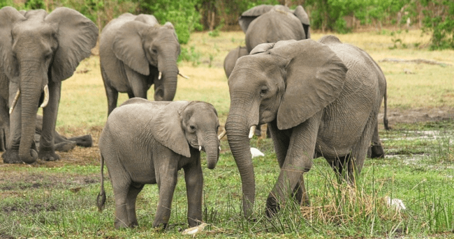 Слоны — единственные животные, которые обращаются друг к другу по имени. Фото.