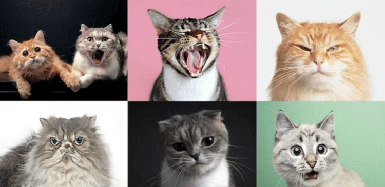 Как кошки используют выражение морды для общения. Исследователи зафиксировали почти 300 различных выражений морды у кошек. Фото.