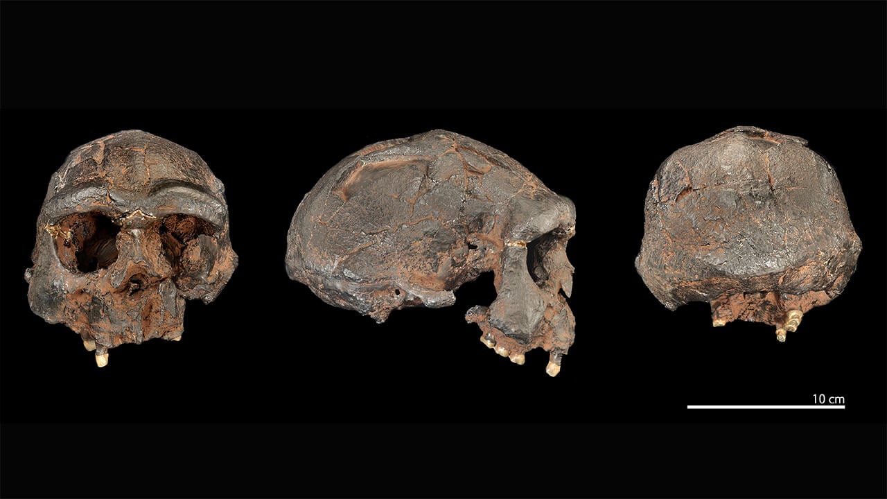 Панафриканский феномен. Вымершие виды гомининов сильно отличались друг от друга не только формой, но и размером черепа. Фото.