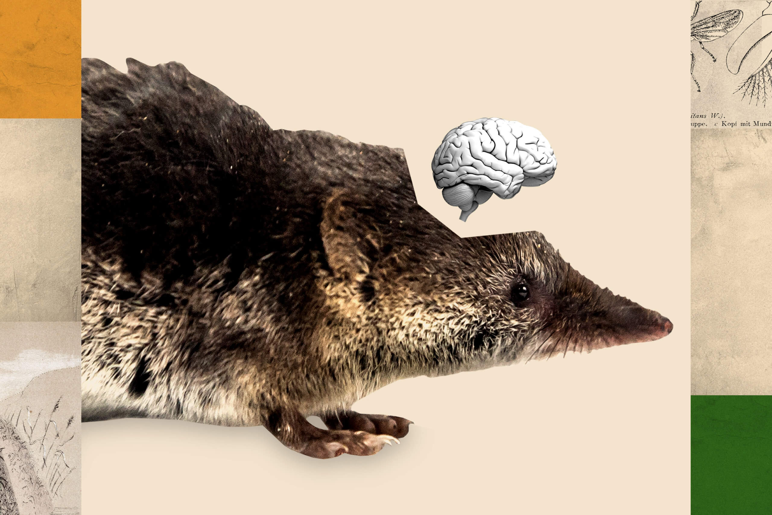 Адаптация к новым условиям. Мозг животных удивительно гибок и способен существенно меняться даже во взрослом возрасте (в зависимости от условий окружающей среды). Фото.