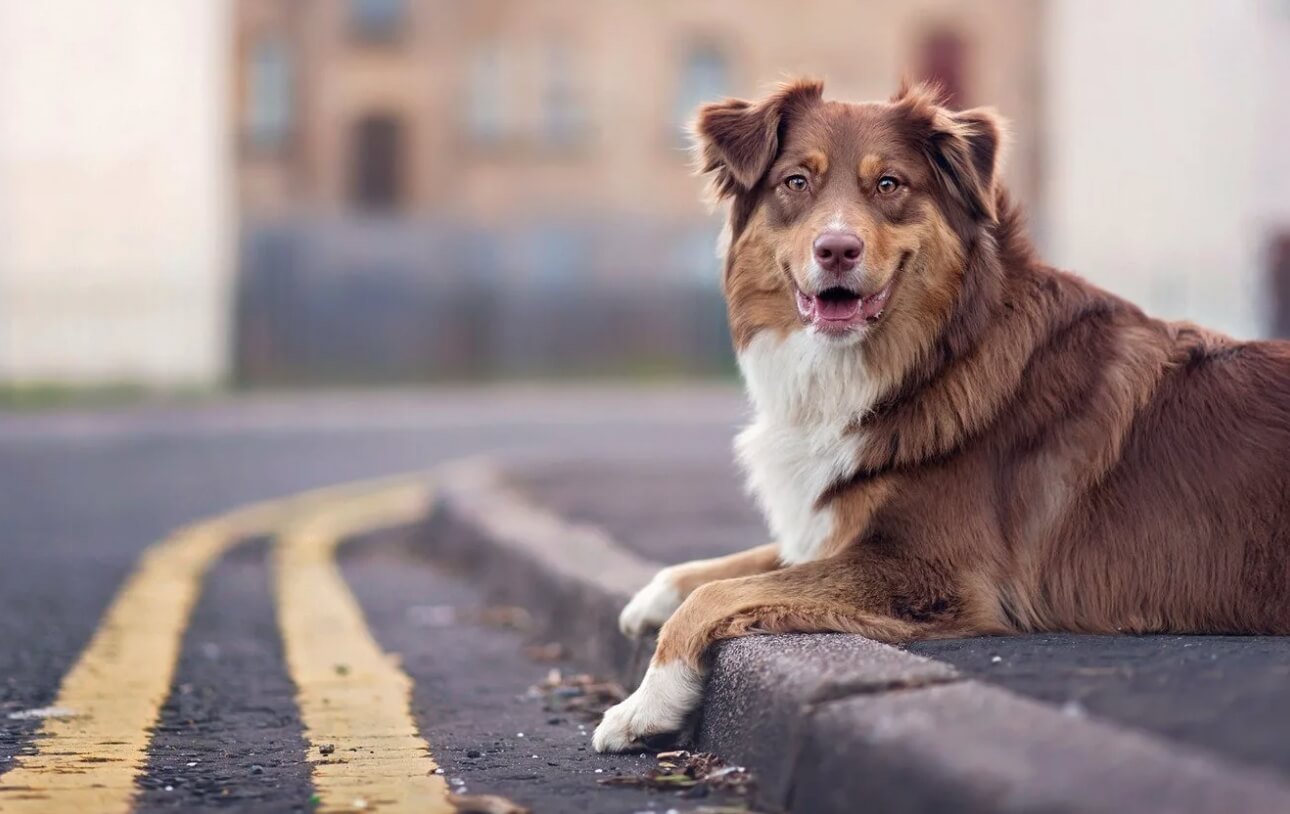 Долгий питомниковый кашель у собак. Возможно, заболевание также распространяется среди бездомных собак — данных о них нет. Фото.