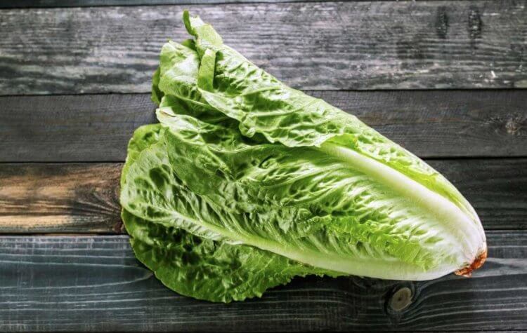 Чем полезен салат романо. Салат романо можно спутать с другими видами салата, поэтому очень важно смотреть на этикетку. Фото.